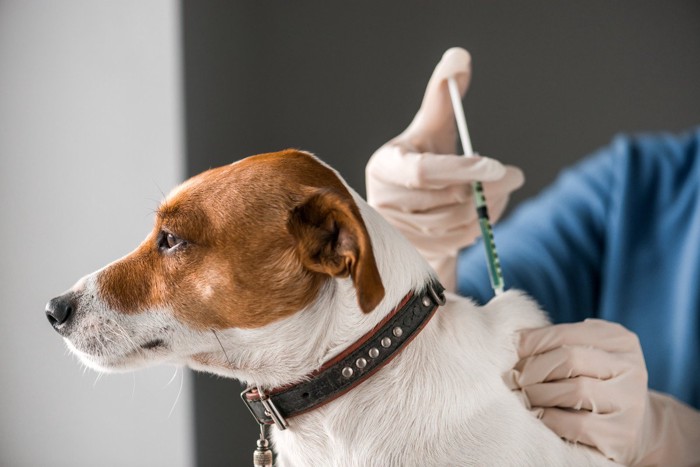 犬に注射を打つ