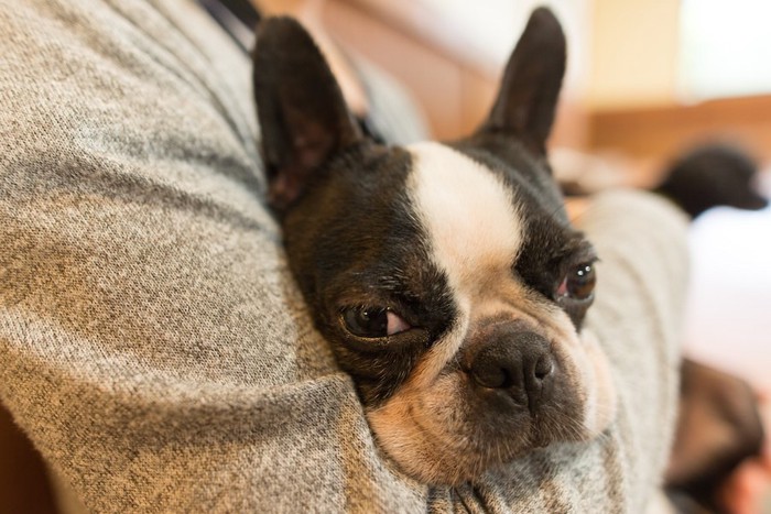 飼い主に抱っこされて嬉しそうな犬