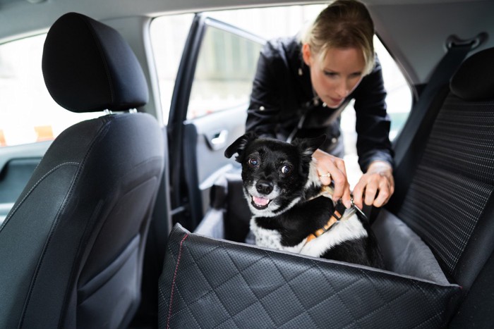 犬専用の居場所に固定される犬