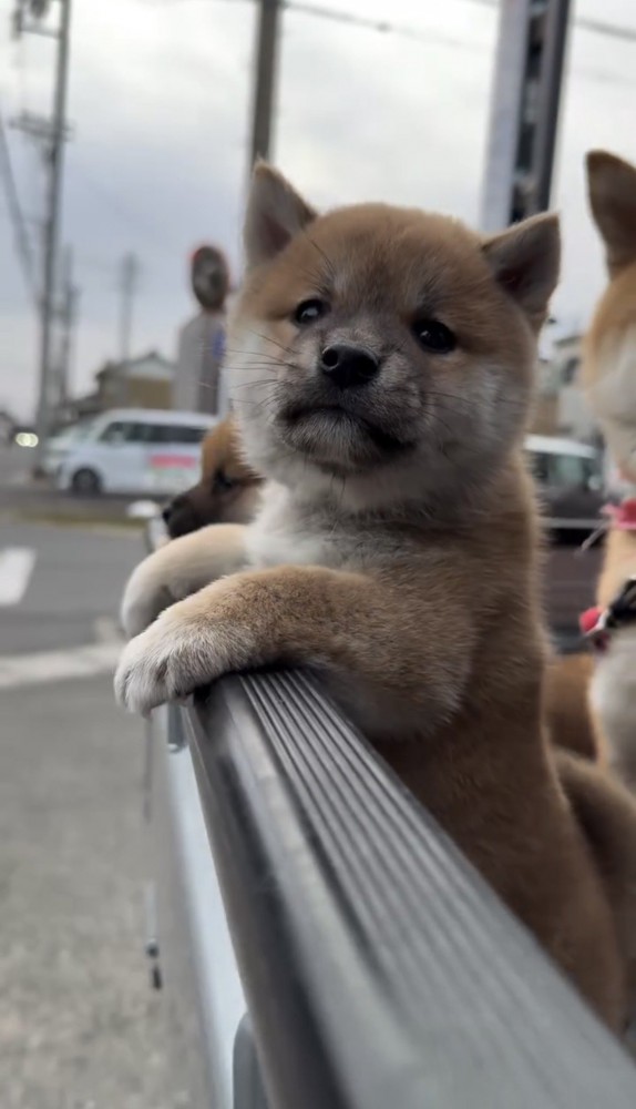 フチに前足をかける子犬
