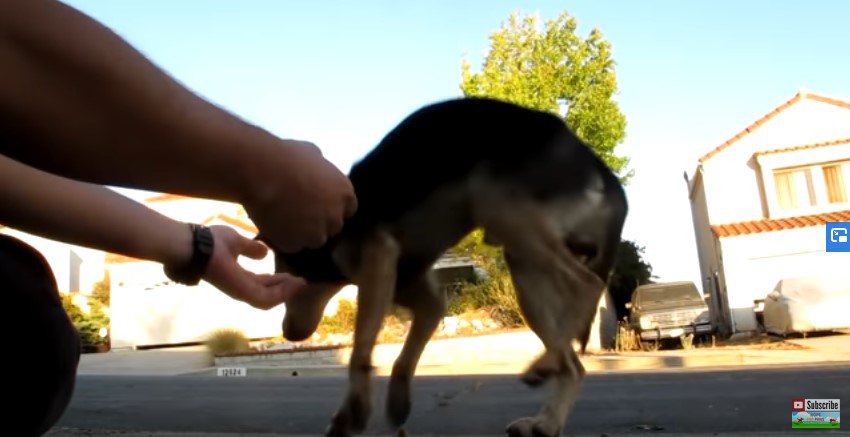 逃げる犬