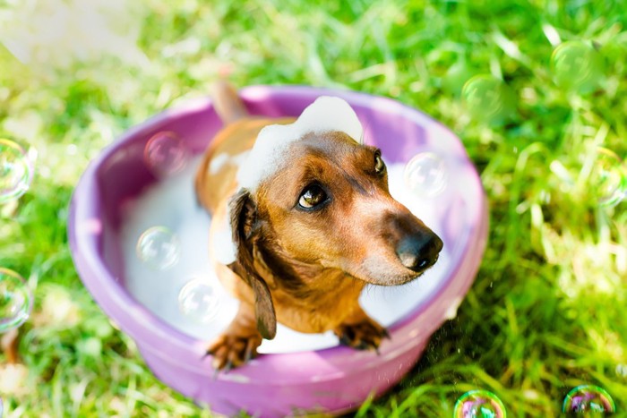 泡が頭に乗った犬