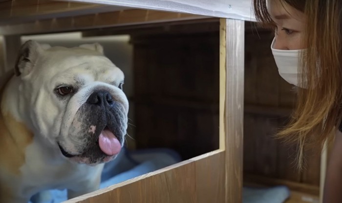 小屋の中の犬と話しかける女性