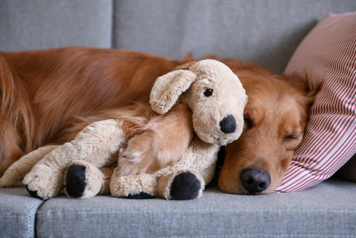 犬のぬいぐるみと一緒に寝るゴールデン