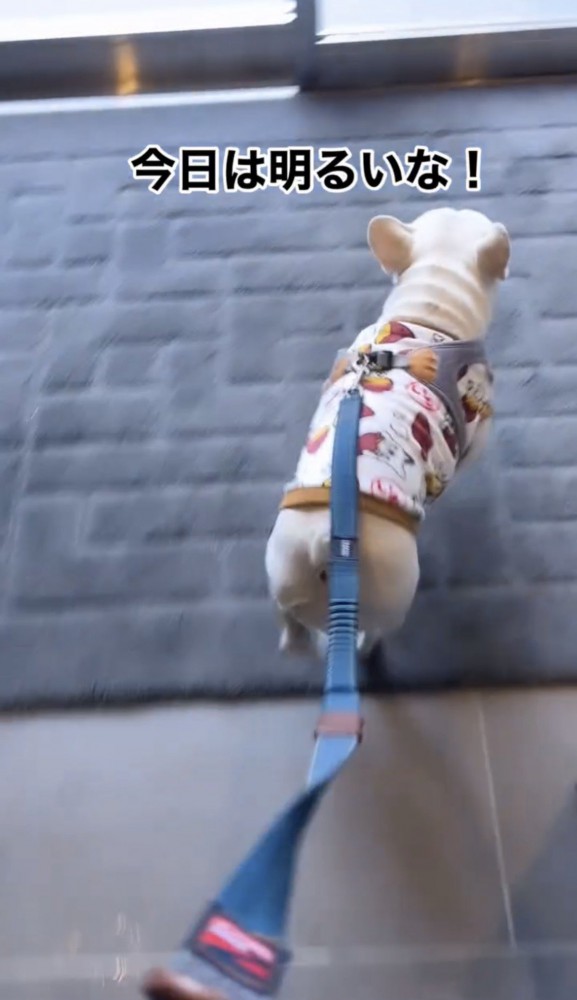 外に出ようとする犬