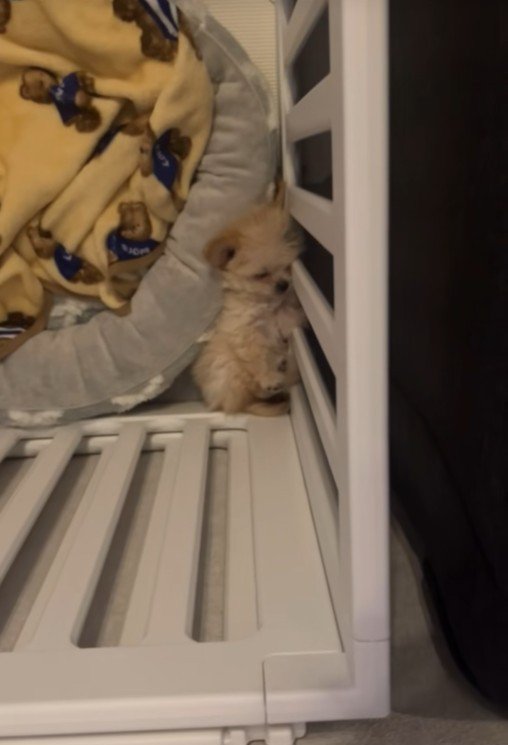 ブランちゃんの寝姿