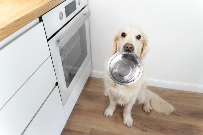 食器をくわえてオーブンの前で待っている犬