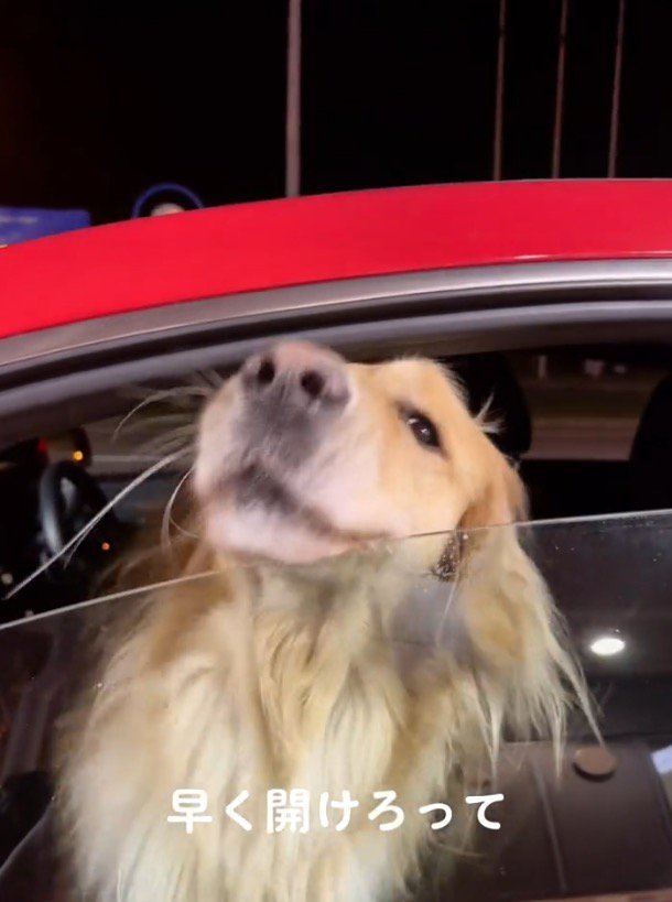 窓の隙間に顔をねじ込む犬