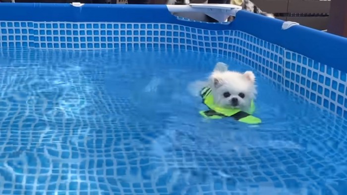 飼い主さんを追いかけるマヨちゃん