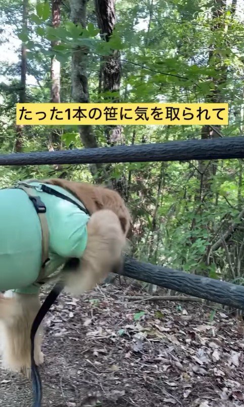 柵を越えたいだんぼ君