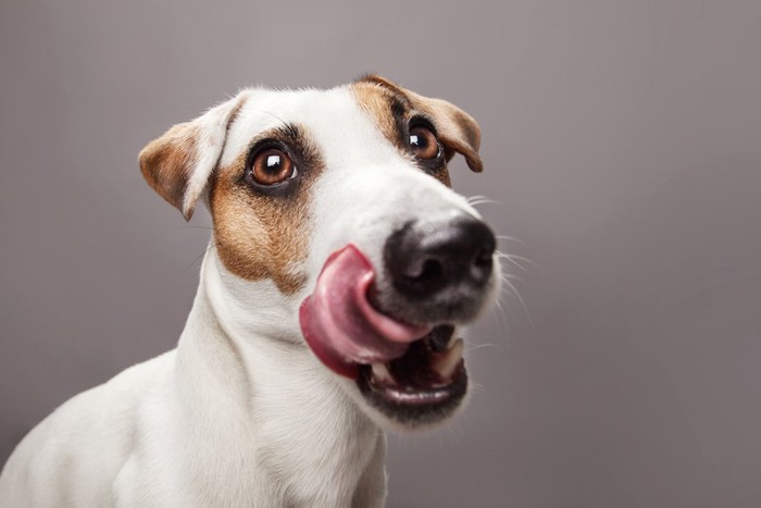 舌なめずりをする犬