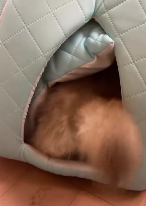 小さくてもパワフルです