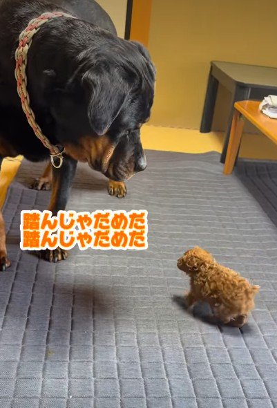 葛藤するあんこちゃん