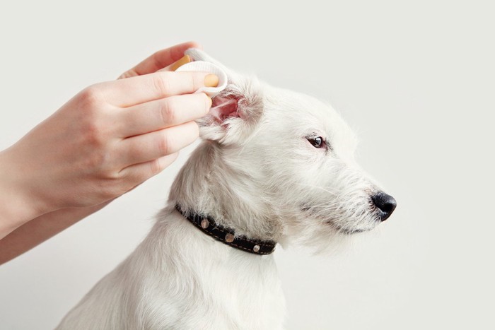 耳の手入れをされる犬