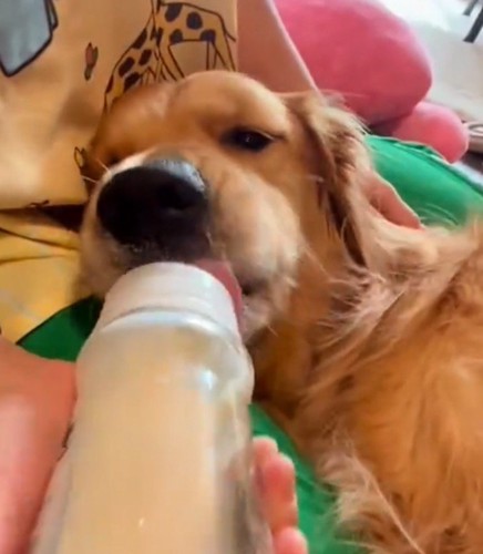 哺乳瓶の先に口をつける犬