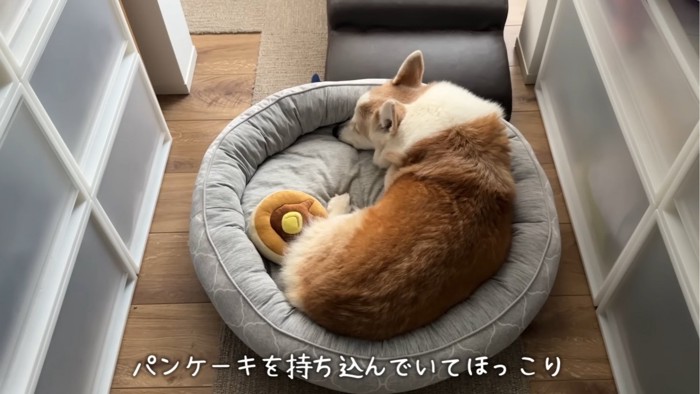 ベッドで寝る犬