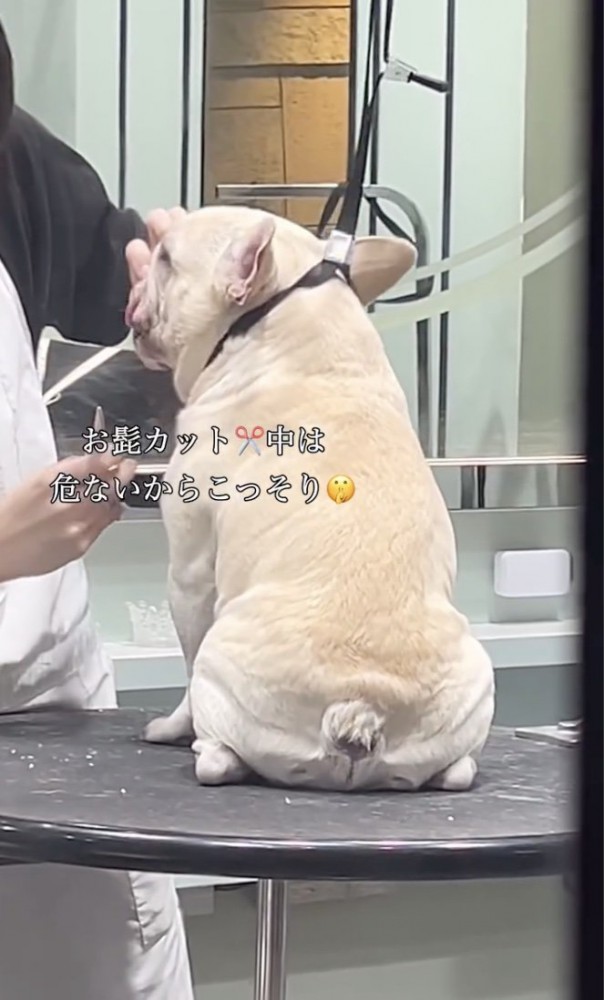 お利口さん