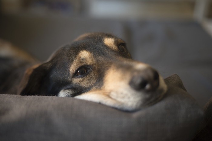 ソファーで寝ている犬