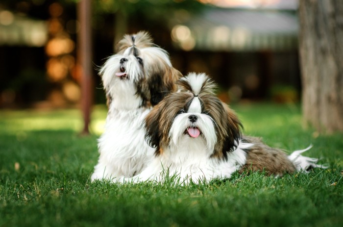 芝生の上で寄り添いあってくつろぐ2匹のシーズーの子犬