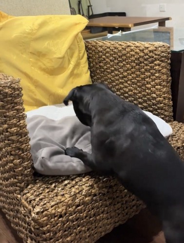 クッションを覗き込む犬