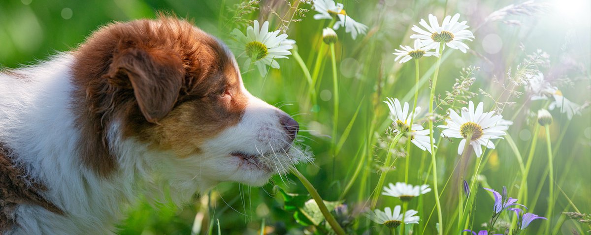 犬が花を食べている