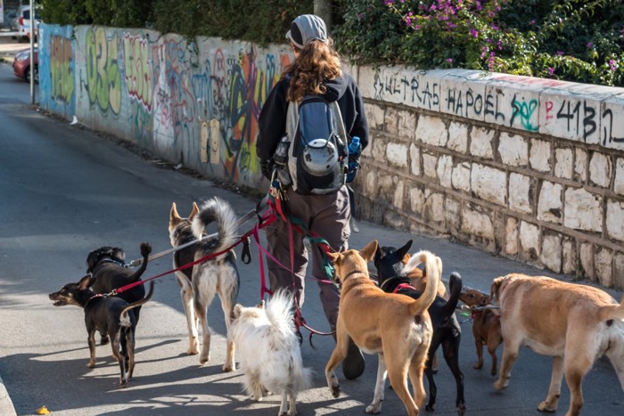 5匹の犬の散歩風景