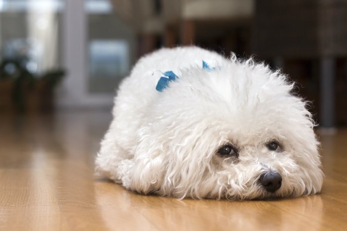 伏せて不満げにこちらを見ている犬