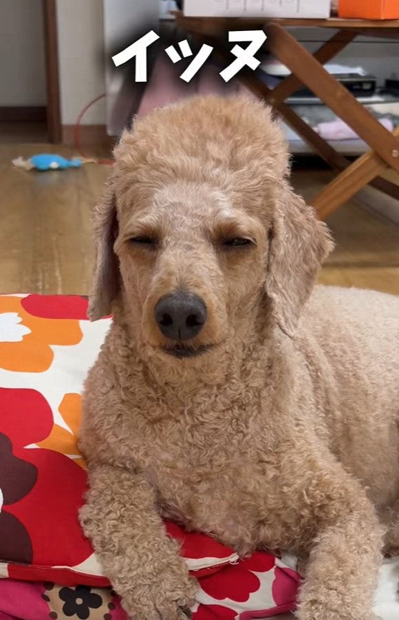 アップのラテくん