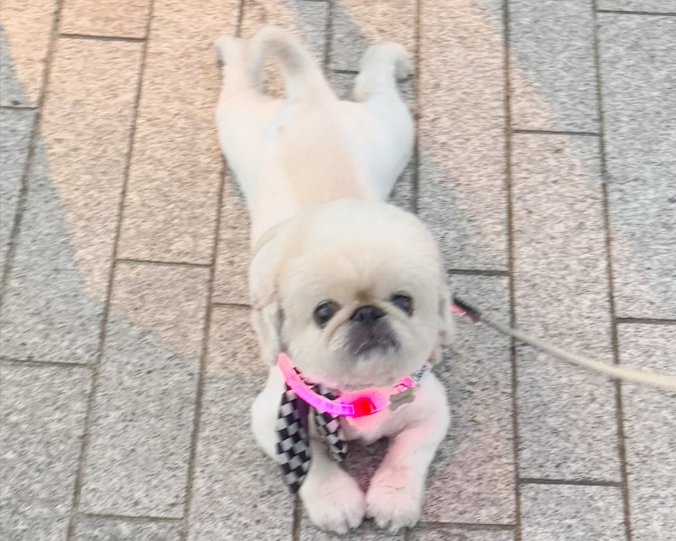 可愛すぎる