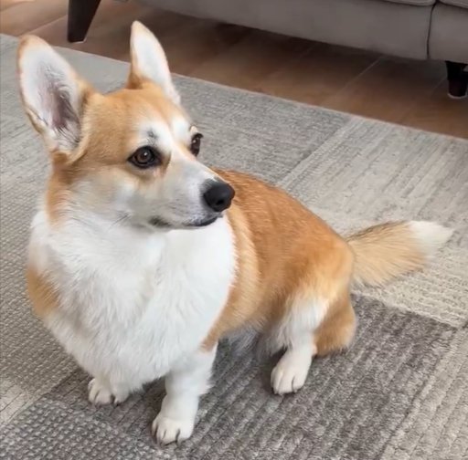 凛々しい
