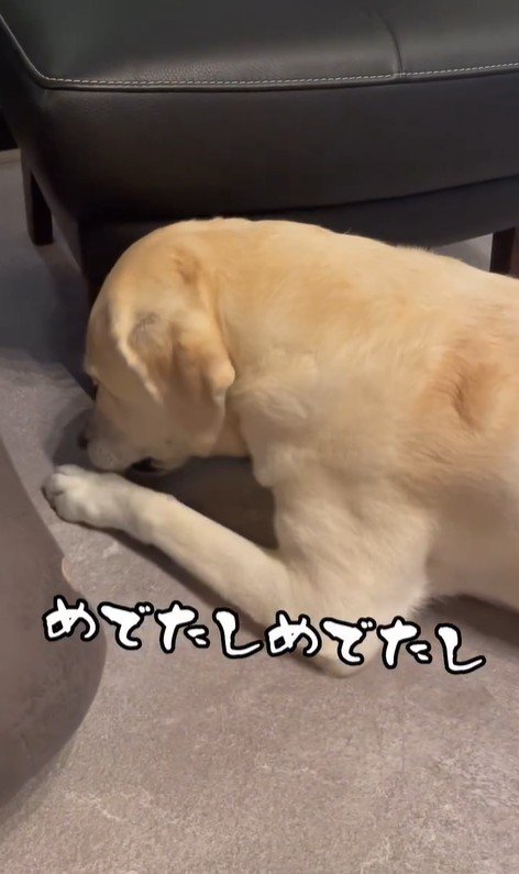 おもちゃを取ってほしそうなきぬちゃん⑩
