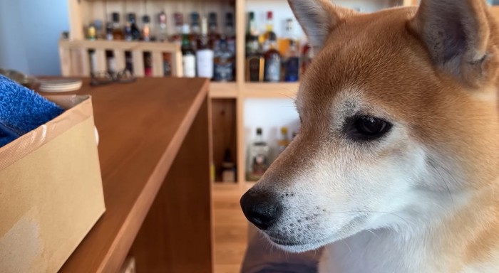 ダンボールを見つめる柴犬