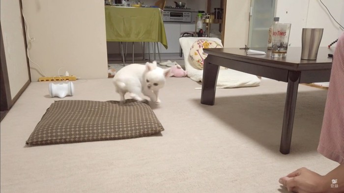 オナラをしてしまったコハクくん5