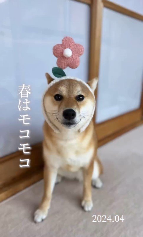 クルミちゃんの1年間の写真7