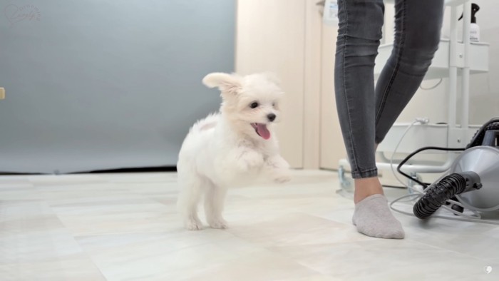 マルチーズの子犬が入店♪