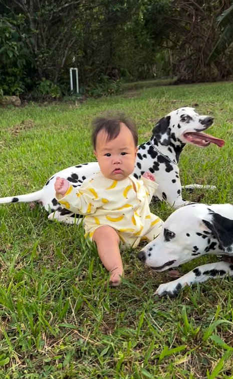 赤ちゃんと二匹の大型犬