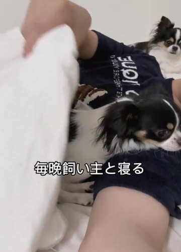 飼い主と一緒に布団に入る犬