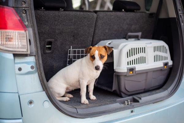 車のトランクに乗る犬