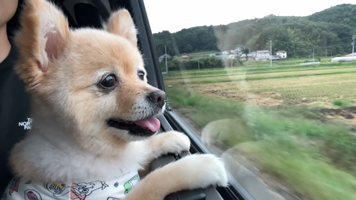 車から外を見る犬