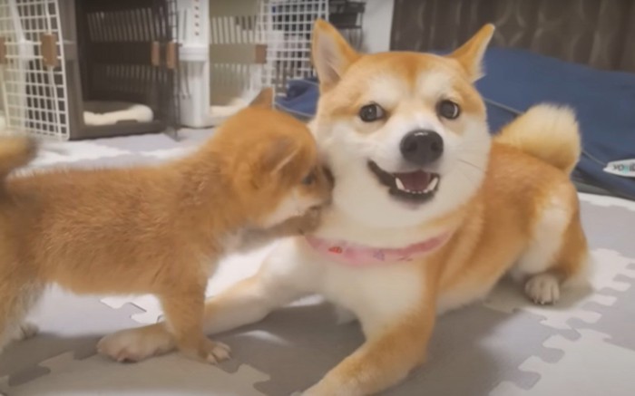 大人柴にちょっかいを出す子犬