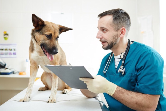 獣医師の説明を聞く犬