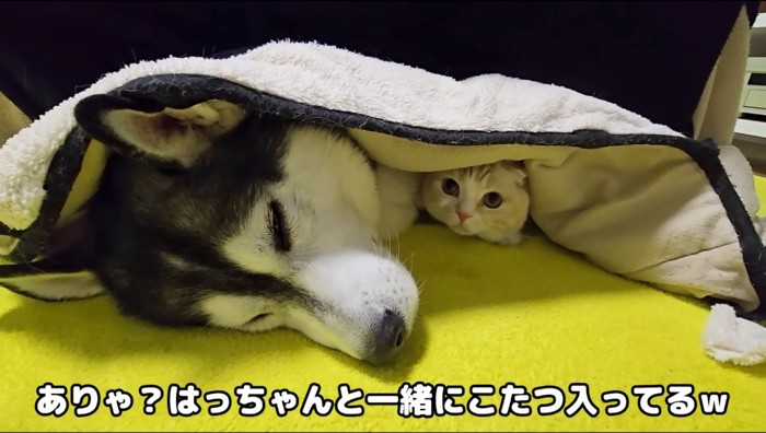 コタツに入っているハスキー犬と猫