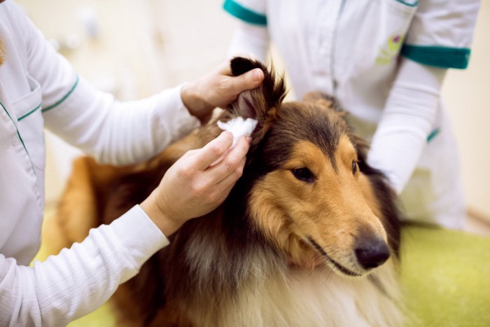 耳の中の処置を受ける犬