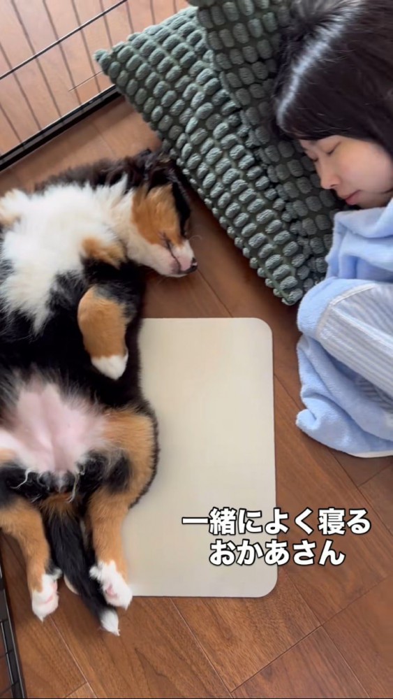 お母さんと一緒に寝る犬