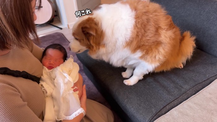「この子は誰？」