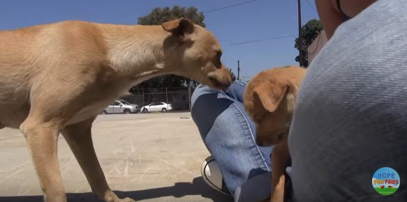 子犬の様子を見に寄ってきた母犬