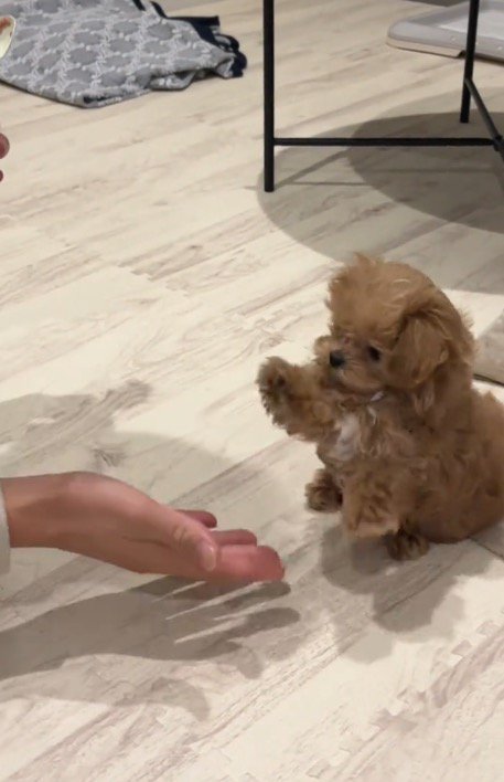 飼い主の手に前足を伸ばす子犬