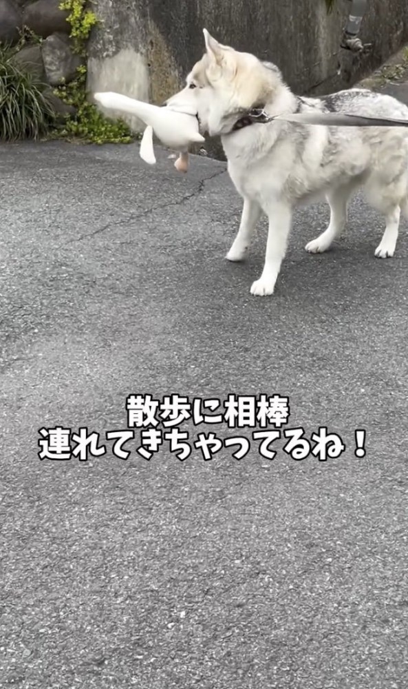 一緒に散歩へ
