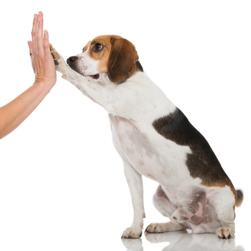 ハイタッチする犬と人