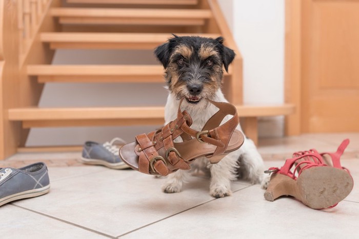 飼い主の靴を噛んでいる犬